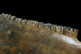 Fossil Horse (Equus) Jaw - River Rhine, Germany #123492-1